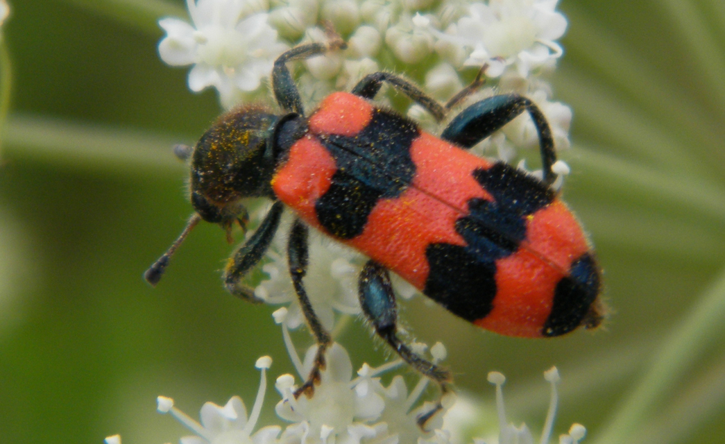 Trichodes apiarius - szalagos méhészbogár