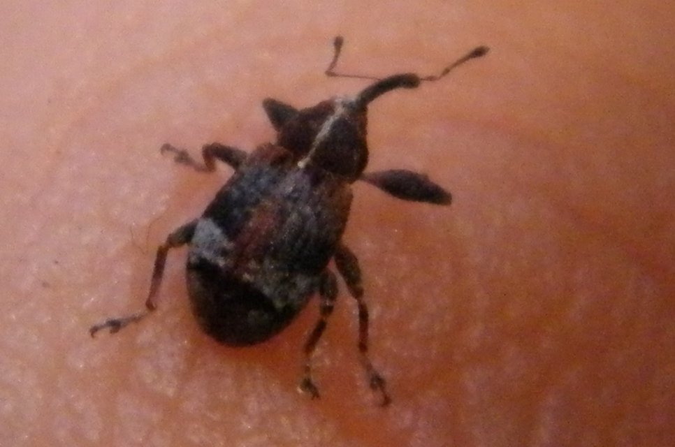 Anthonomus pyri - pompás rügylikasztó Anthonomus pyri - pompás rügylikasztó