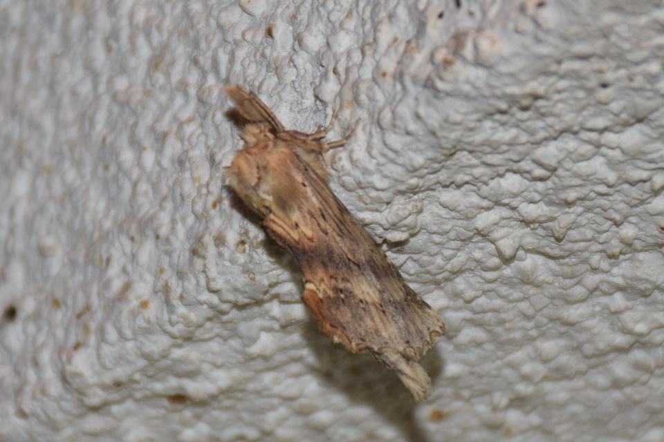 Pterostoma palpina - csőrös púposszövő