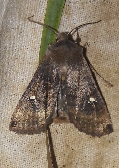 Eupsilia transversa - holdacskás télibagoly