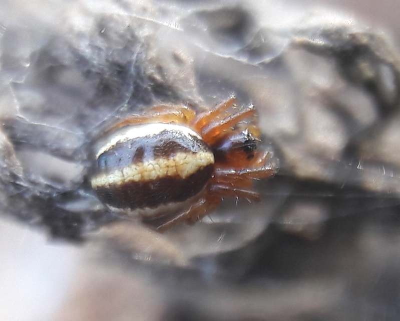 Hypsosinga pygmaea - törpe keresztespók