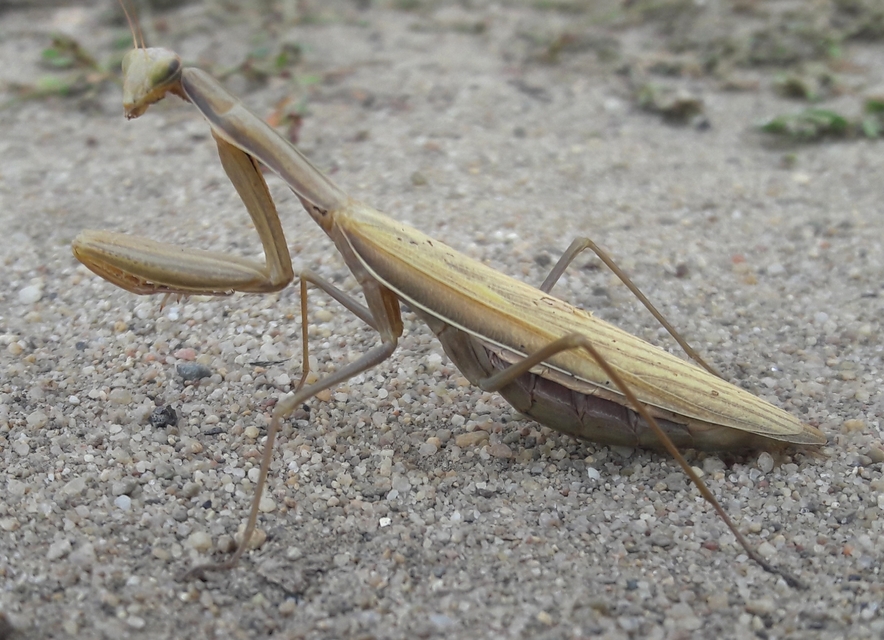 Mantis religiosa - imádkozósáska
