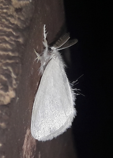 Sphrageidus similis - sárgafarú szövő