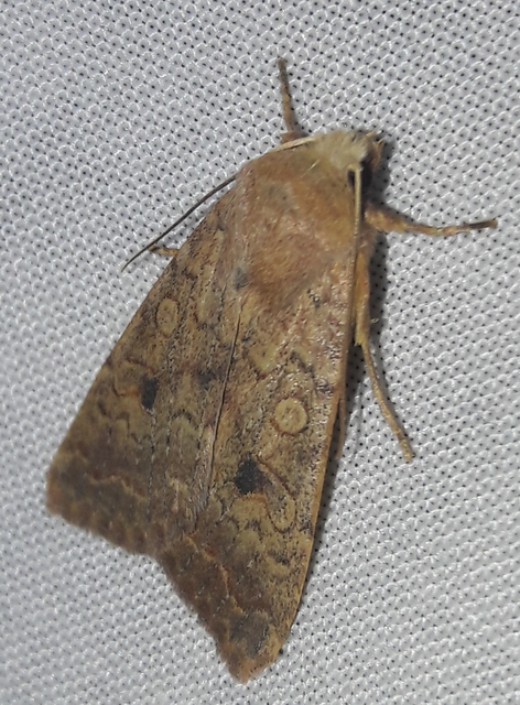 Sunira circellaris - okkersárga őszibagoly