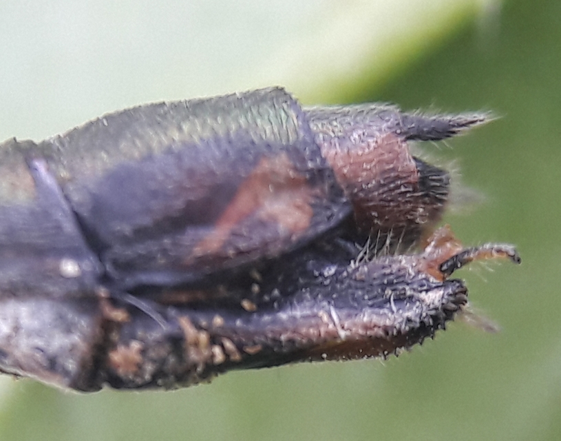 Chalcolestes parvidens - keleti zöld-rablószitakötő
