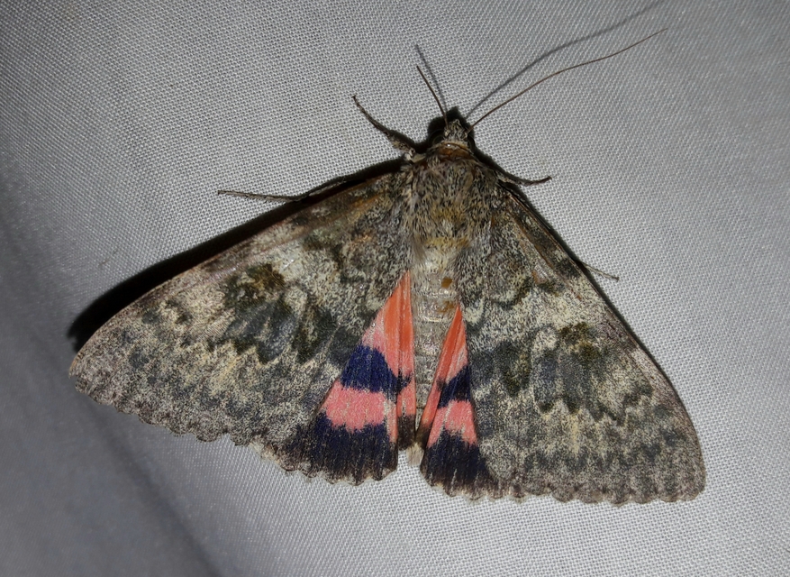 Catocala elocata - közönséges övesbagoly