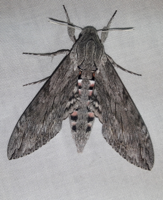 Agrius convolvuli - szulákszender