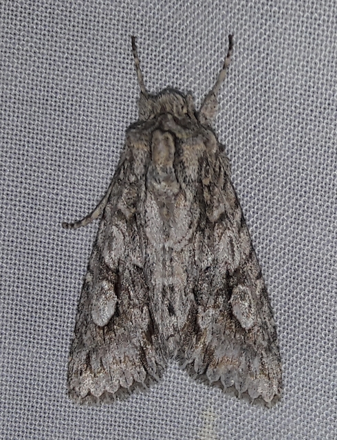 Meganephria bimaculosa - kétfoltos szilbagoly