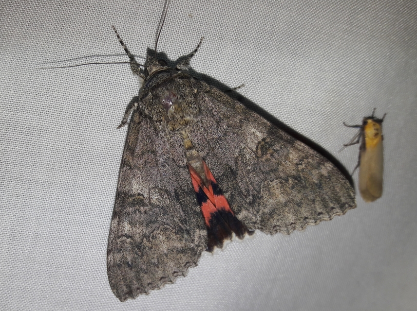 Catocala nupta - piros övesbagoly