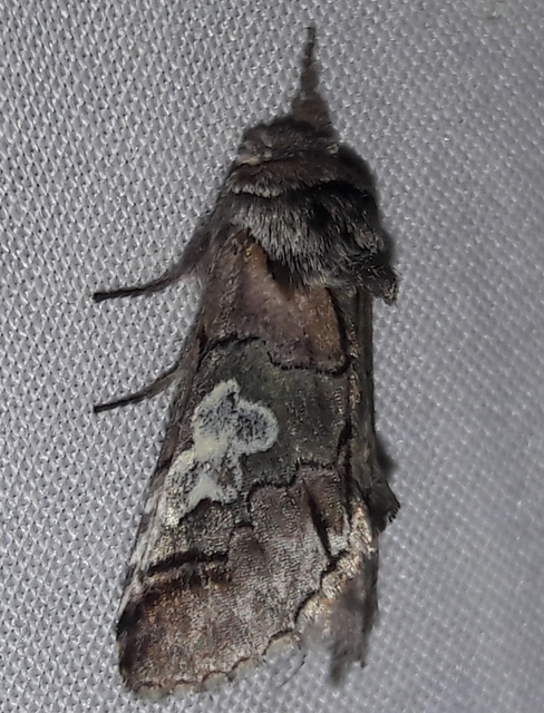 Diloba caeruleocephala - őszi kékesbagoly