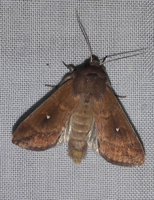 Mythimna albipuncta - fehérpettyes rétibagoly
