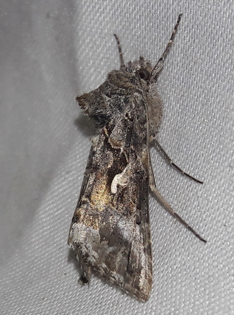 Autographa gamma - gammalepke