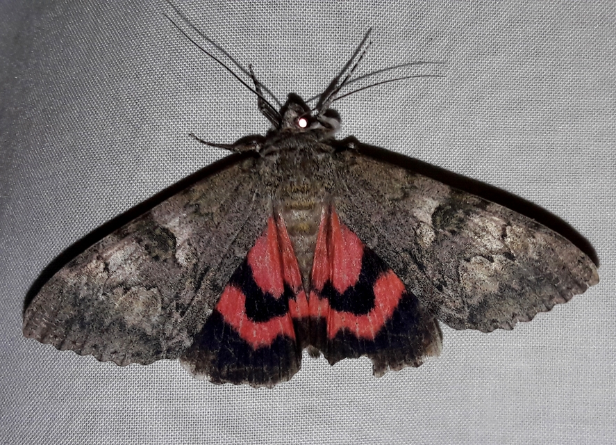 Catocala nupta - piros övesbagoly