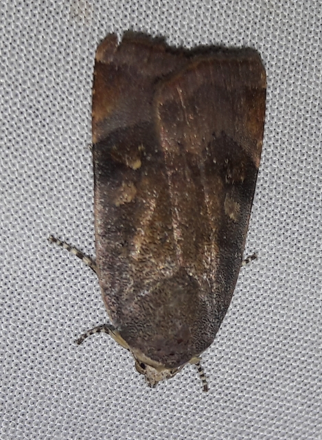 Noctua janthe/janthina