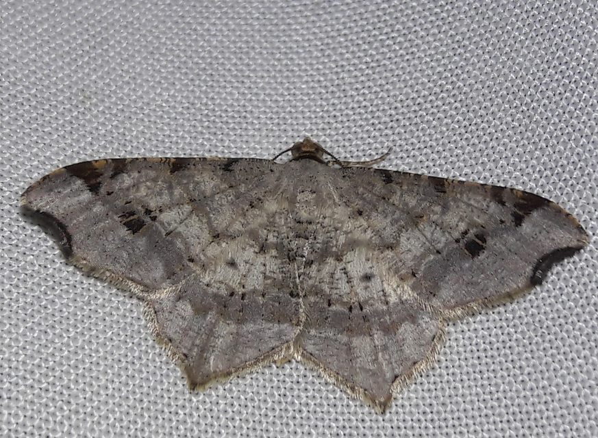 Macaria alternata - közönséges szürkearaszoló