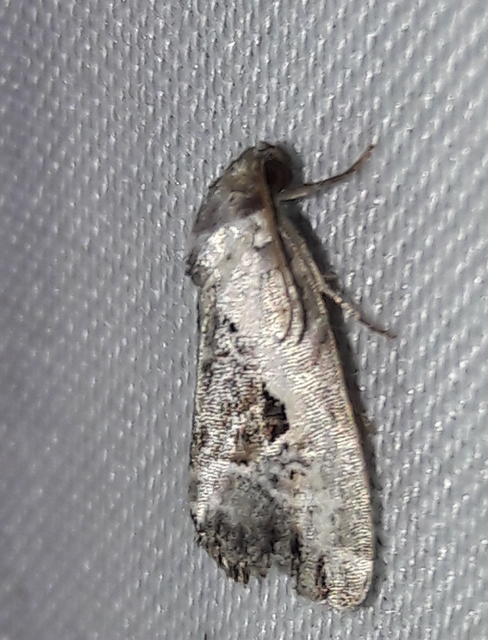 Hapalotis venustula - rózsaszínű mázasbagoly
