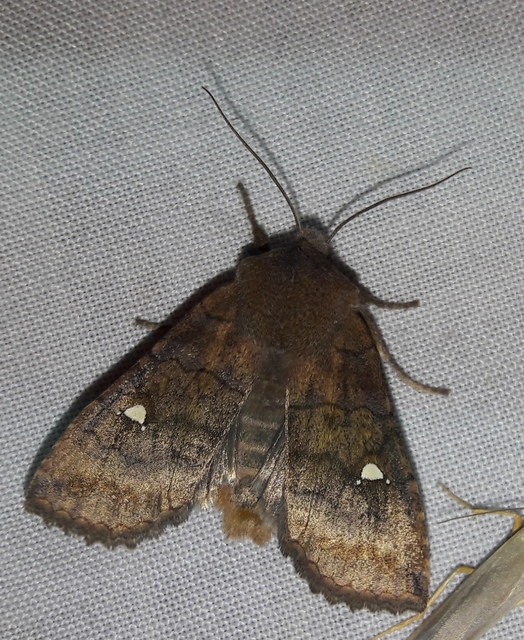 Eupsilia transversa - holdacskás télibagoly