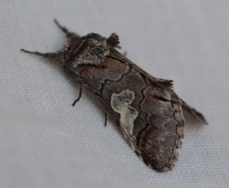 Diloba caeruleocephala - őszi kékesbagoly