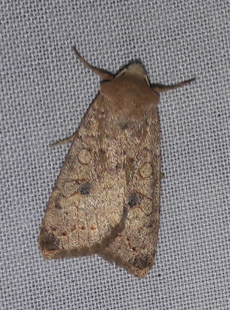 Sunira circellaris - okkersárga őszibagoly