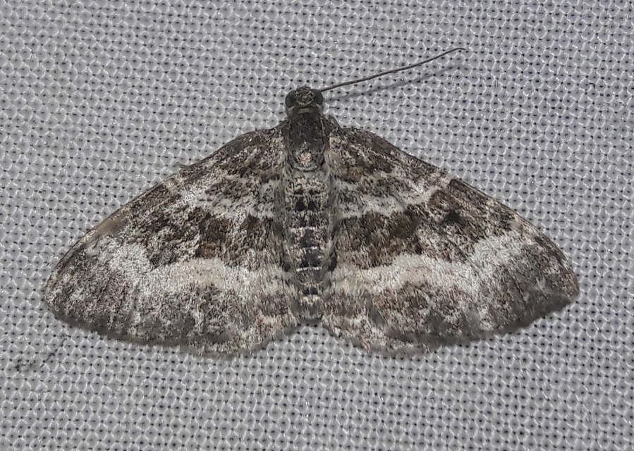 Epirrhoe alternata - galaj-tarkaaraszoló