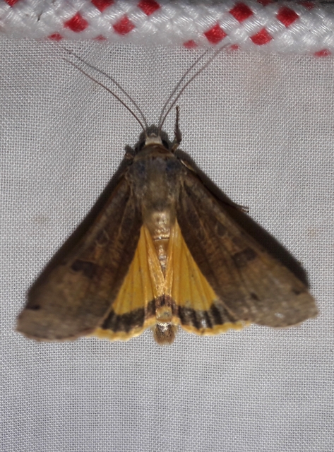 Noctua pronuba - nagy sárgafűbagoly