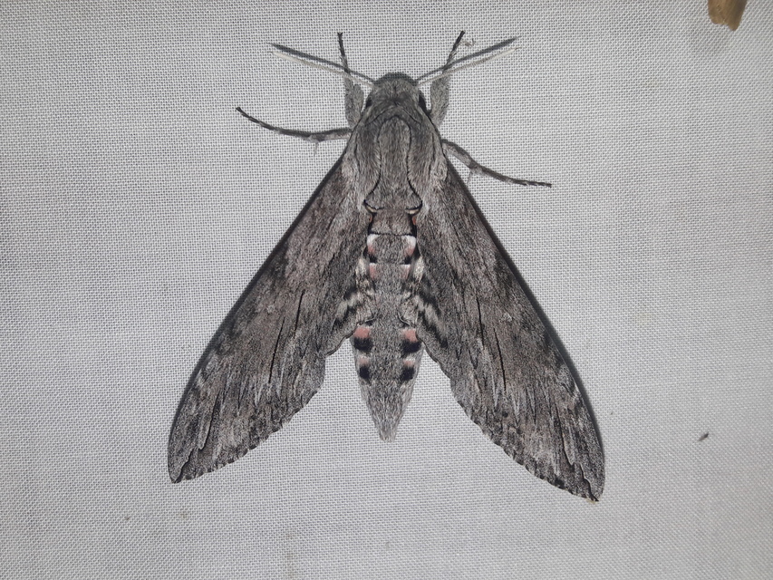Agrius convolvuli - szulákszender