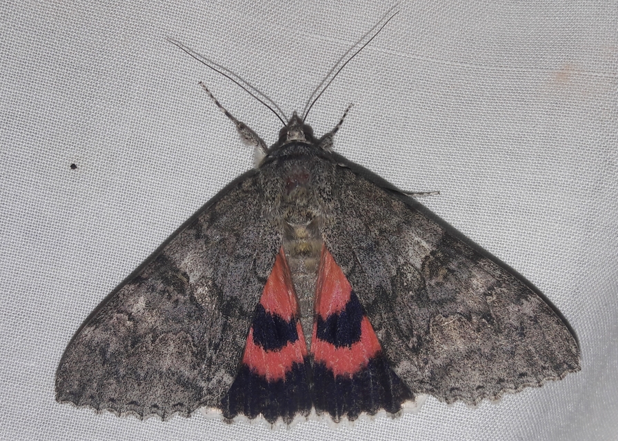 Catocala nupta - piros övesbagoly