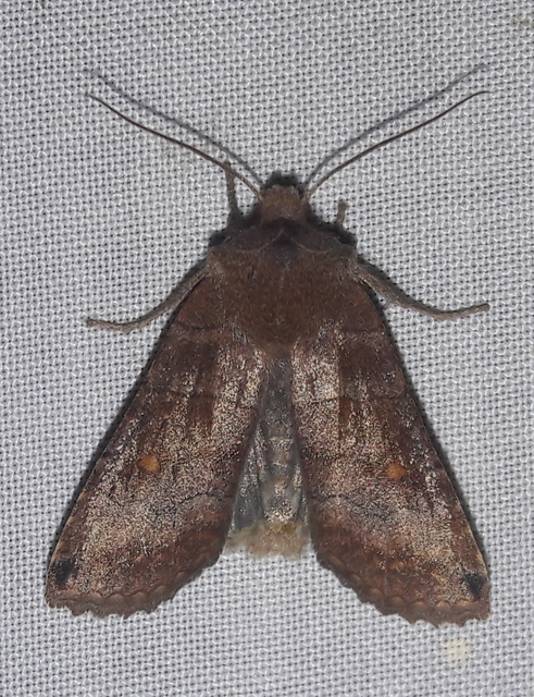 Eupsilia transversa - holdacskás télibagoly