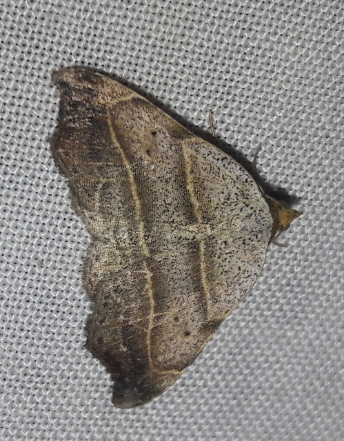 Laspeyria flexula - zuzmóbagoly