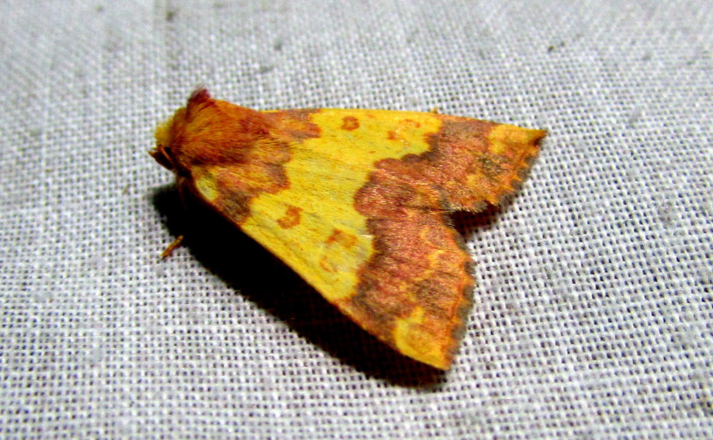 Tiliacea aurago - aranyló sárgabagoly