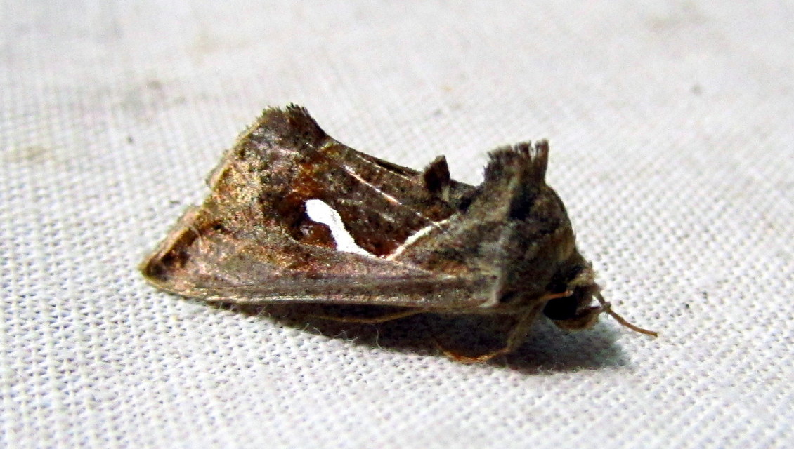 Macdunnoughia confusa - cseppfoltos ezüstbagoly