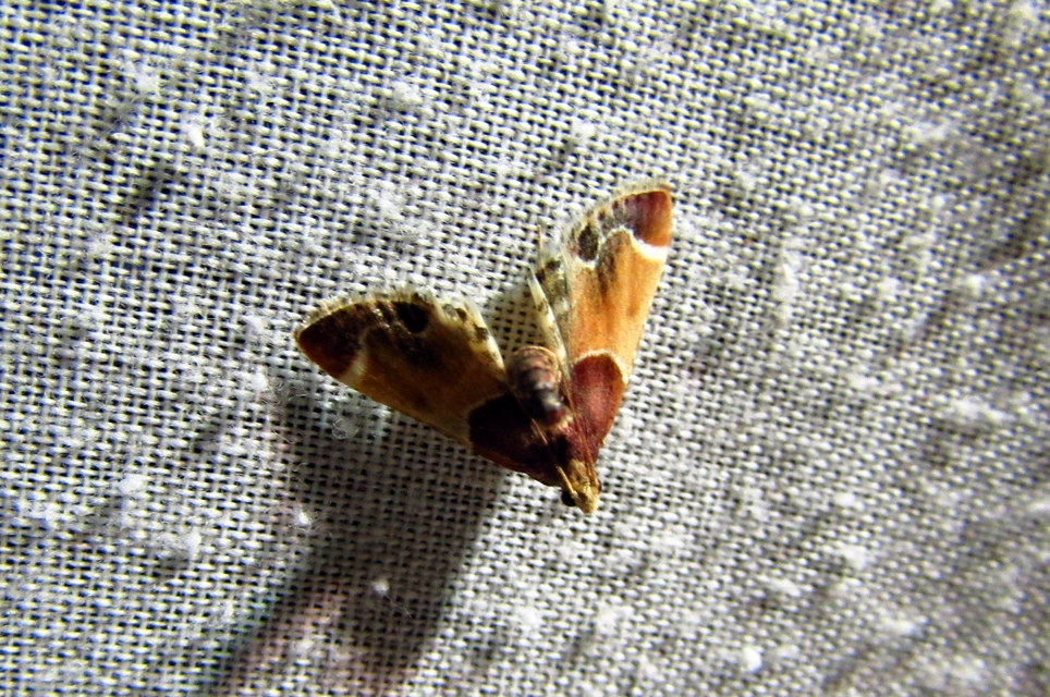 Pyralis farinalis - lisztilonca