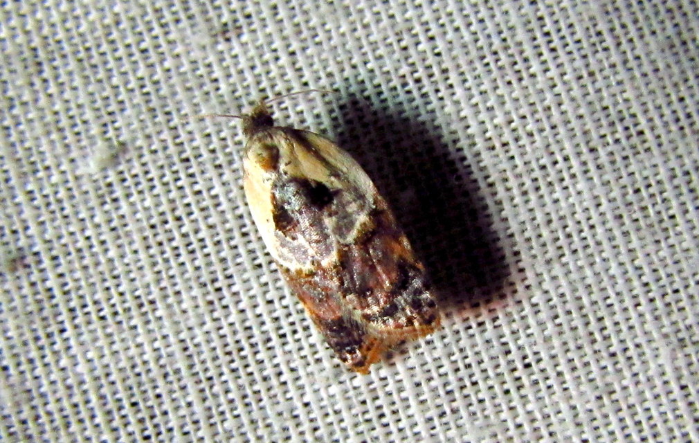 Acleris variegana - tarka levélmoly