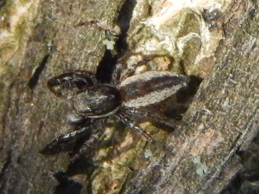 Pseudicius encarpatus - kéregugrópók