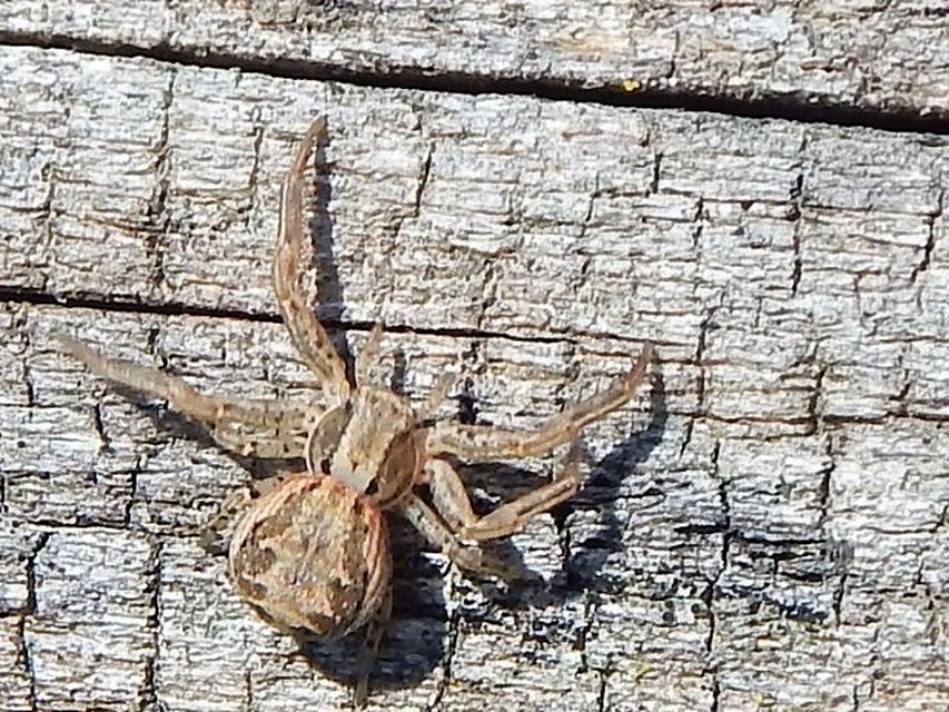 Xysticus