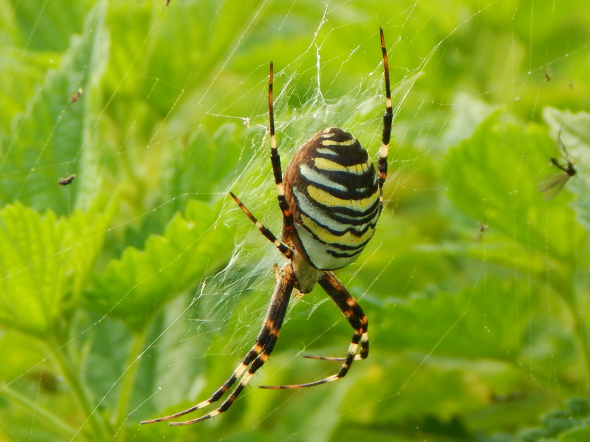 Argiope bruennichi - darázspók