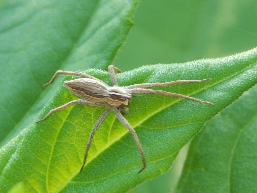 Pisaura mirabilis - csodáspók