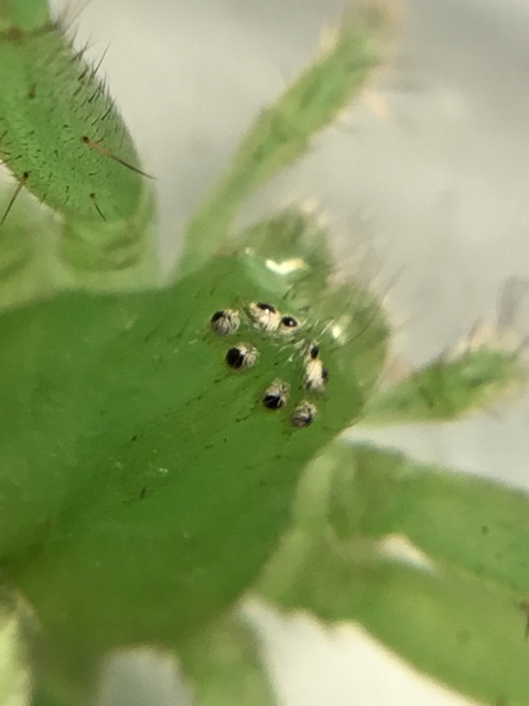 Micrommata virescens - hunyópók