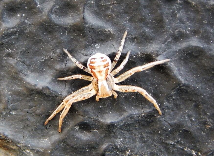 Xysticus
