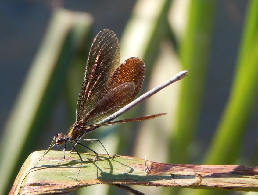 Calopteryx virgo - kisasszony-szitakötő
