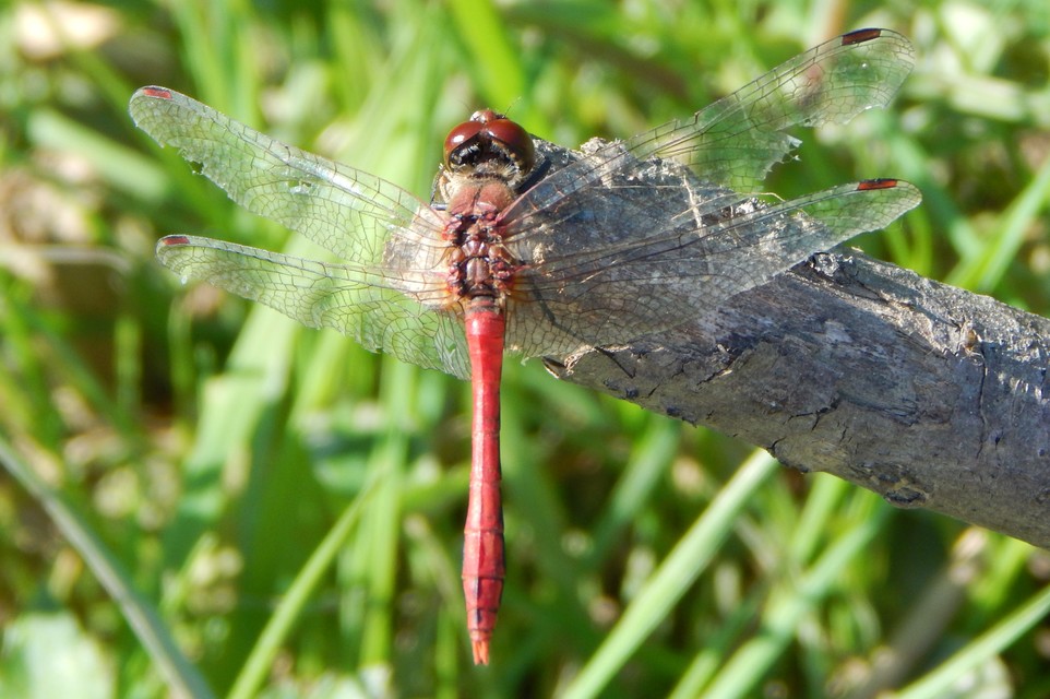 Sympetrum sanguineum - vörös katona-szitakötő