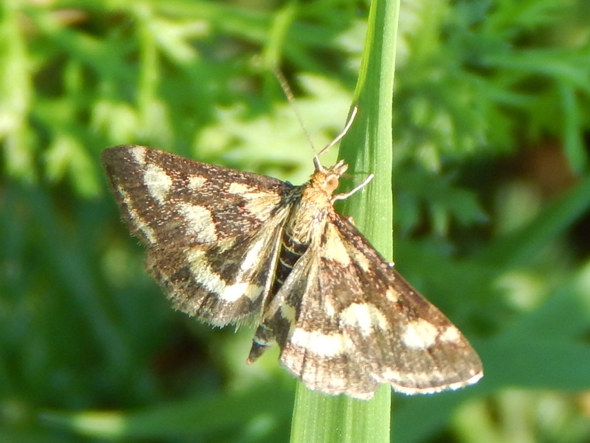 Pyrausta purpuralis - közönséges bíbormoly