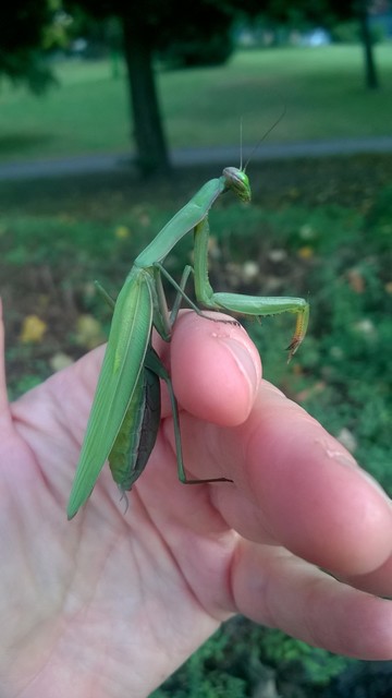 Mantis religiosa - imádkozósáska