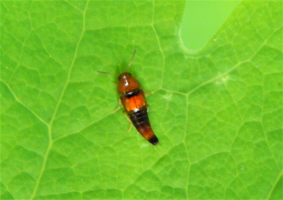 Tachyporus formosus - sárgás kószaholyva