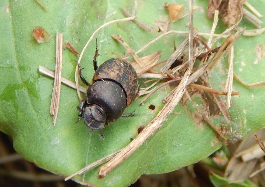 Onthophagus fracticornis - bronzos trágyatúró
