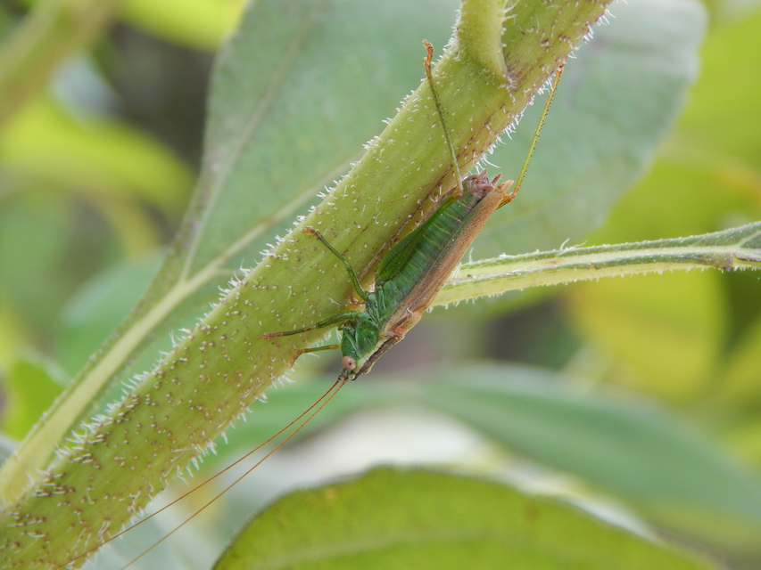 Conocephalus fuscus - kis kúpfejűszöcske