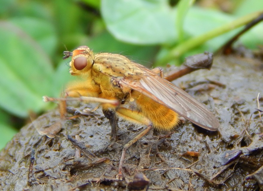 Scathophaga stercoraria - közönséges trágyalégy