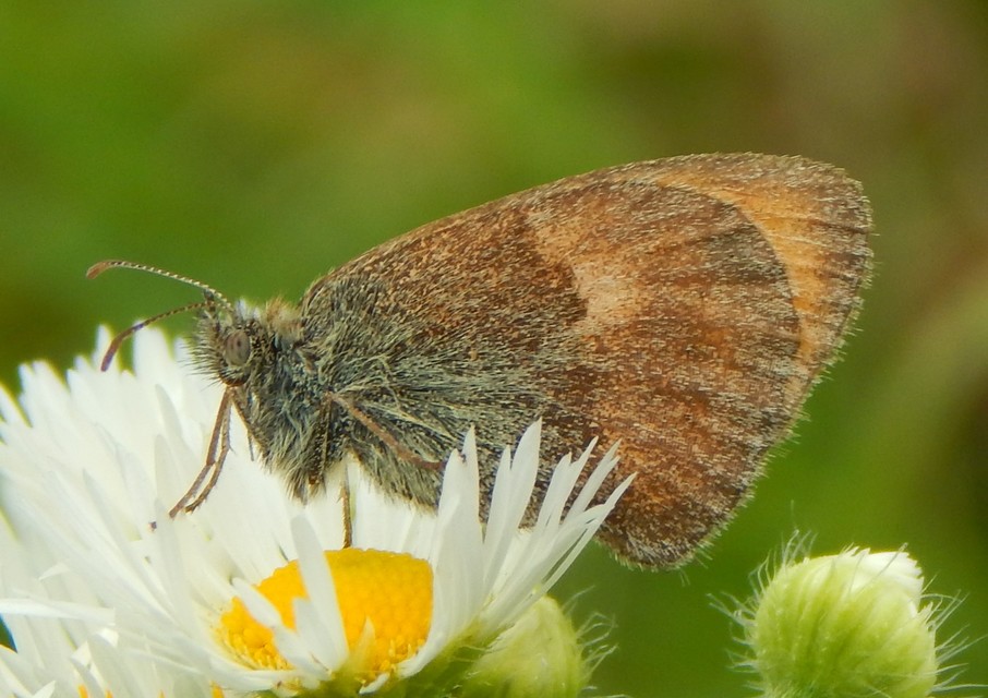 Coenonympha pamphilus - kis szénalepke