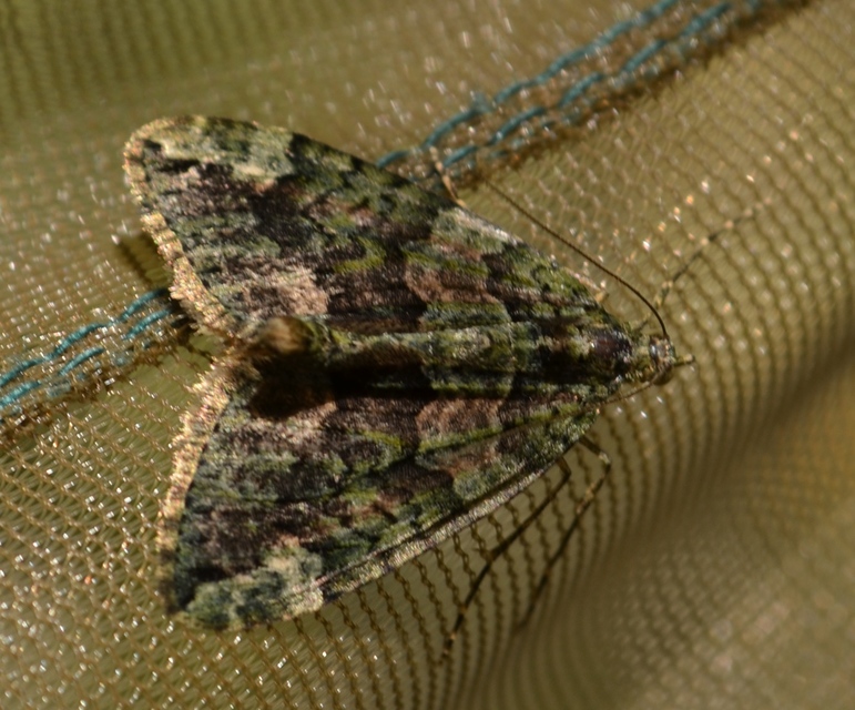 Chloroclysta siterata - salátazöld araszoló