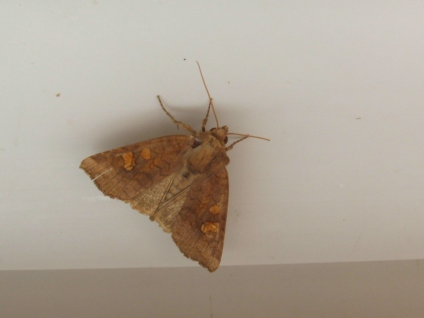 Amphipoea fucosa - hamiskás lápibagoly